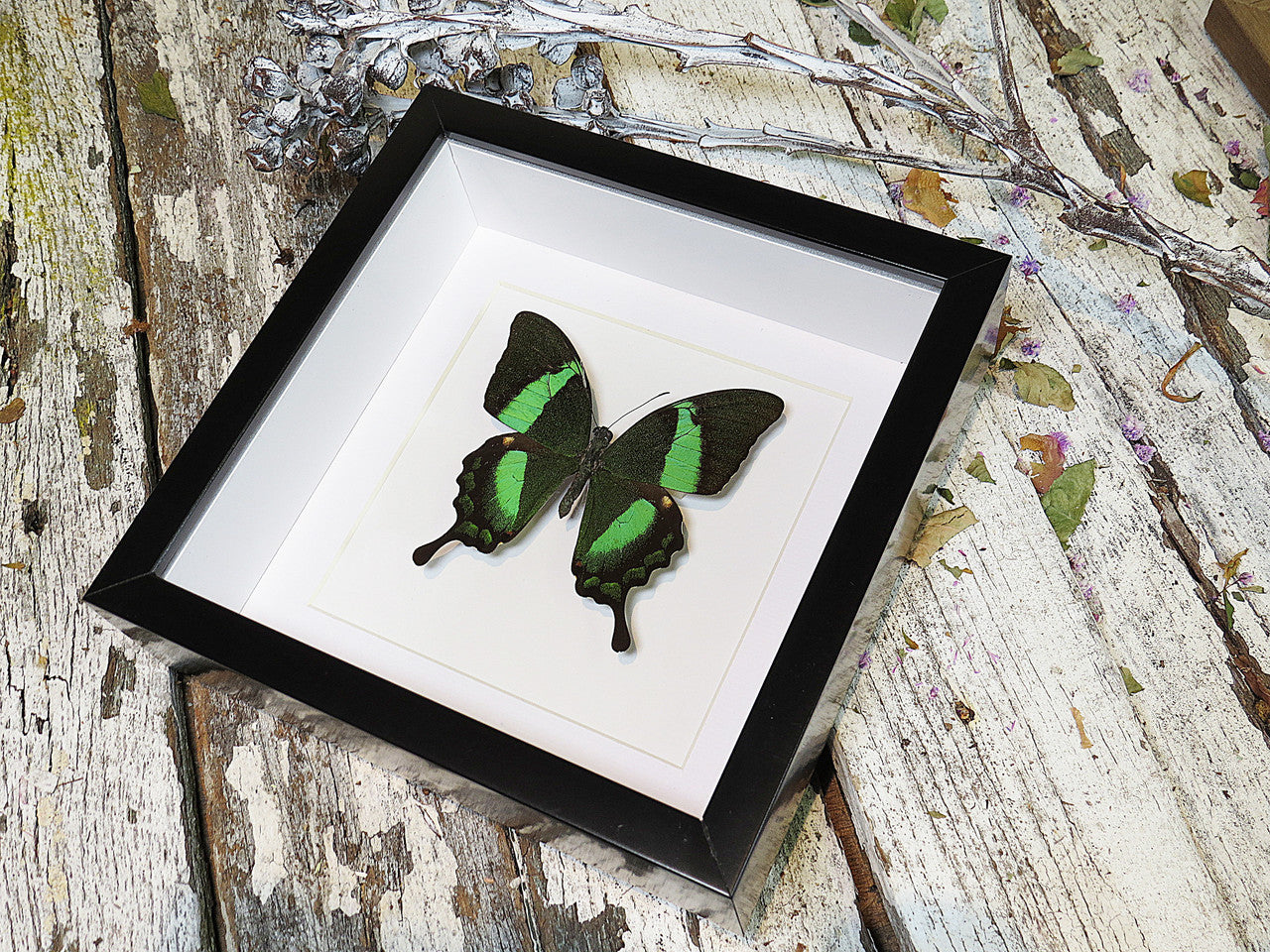 Papilio palinurus