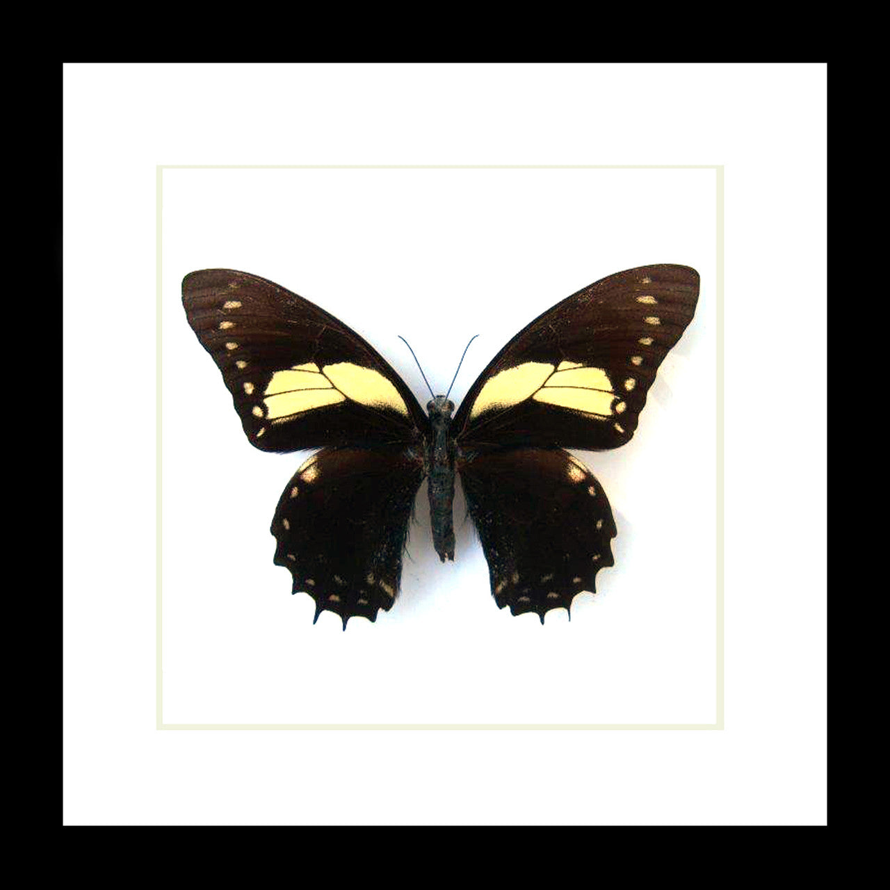 Butterfly frames Papilio aristeus Bits & Bugs 
