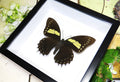 Butterfly frames Papilio aristeus Bits & Bugs 