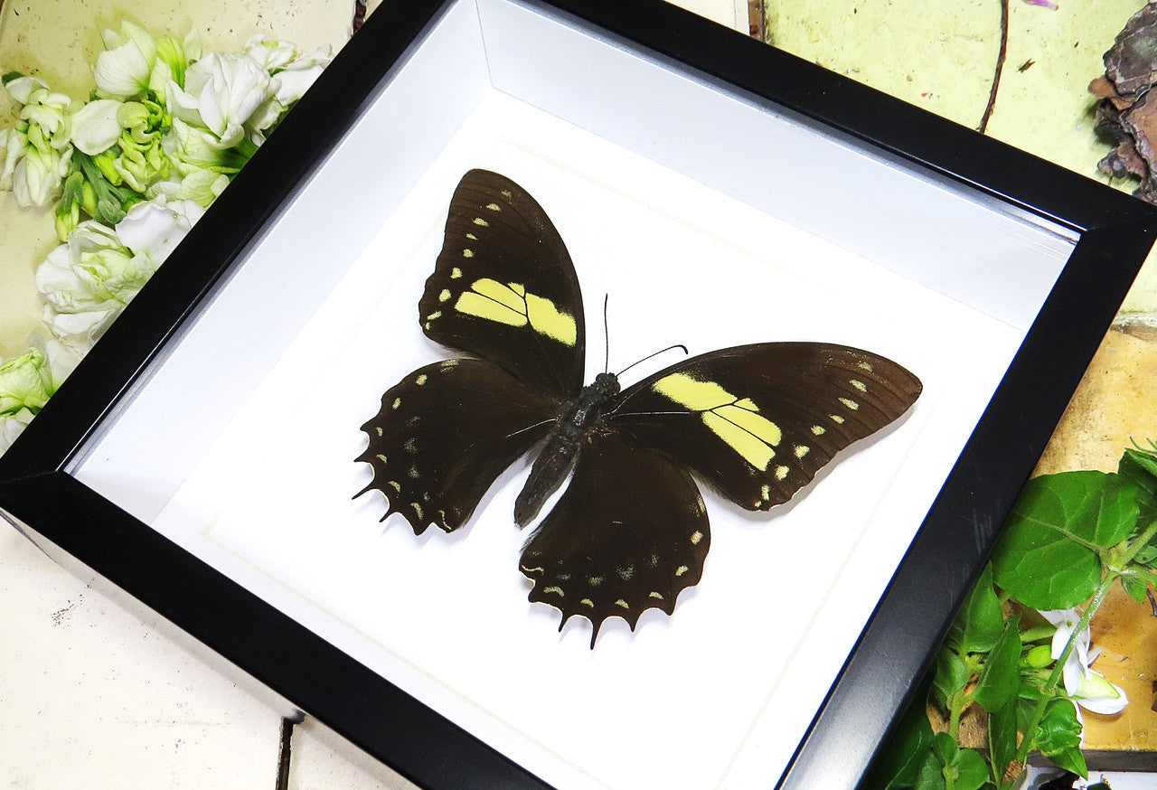 Butterfly frames Papilio aristeus Bits & Bugs 