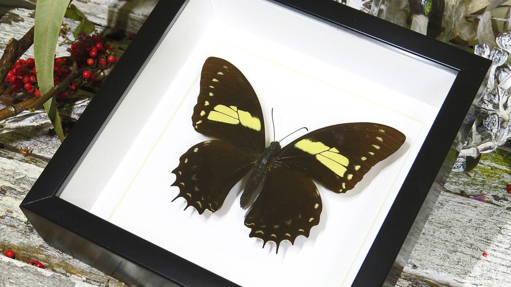 Butterfly frames Papilio aristeus Bits & Bugs 