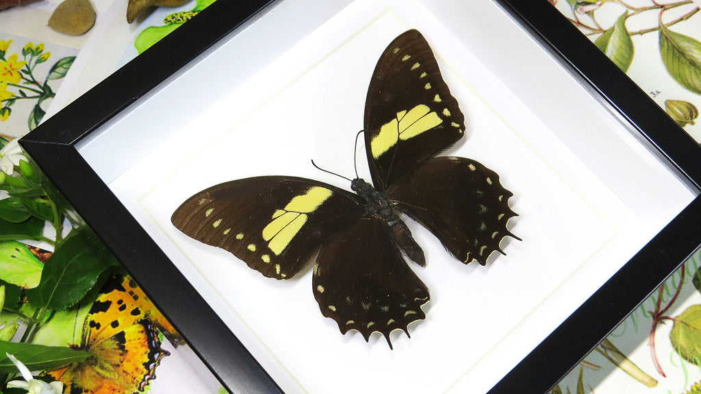 Butterfly frames Papilio aristeus Bits & Bugs 