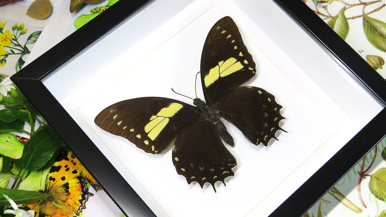 Butterfly frames Papilio aristeus Bits & Bugs 