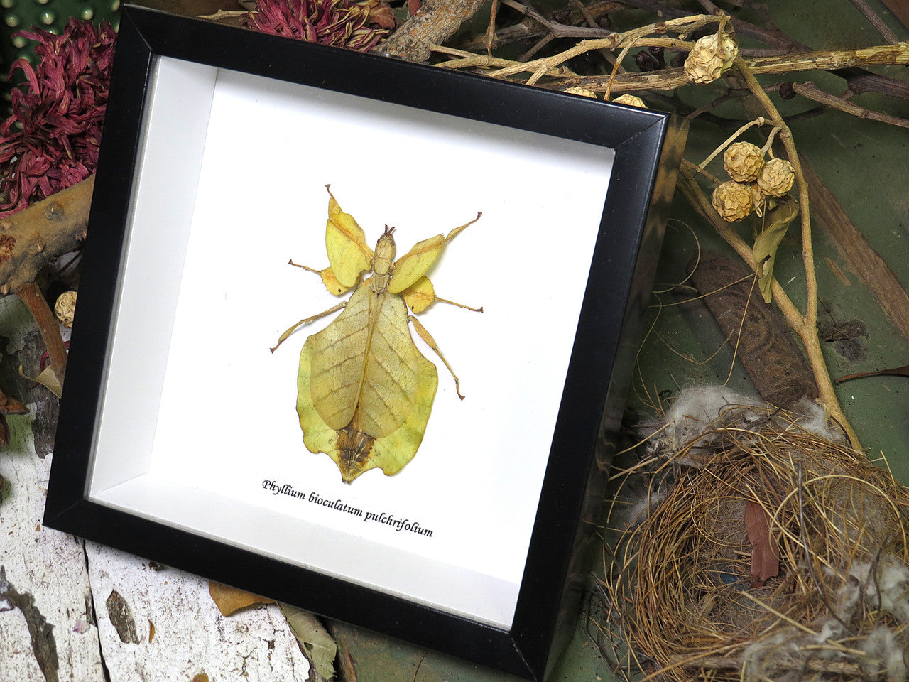 Phyllium bioculatum pulchrifolium