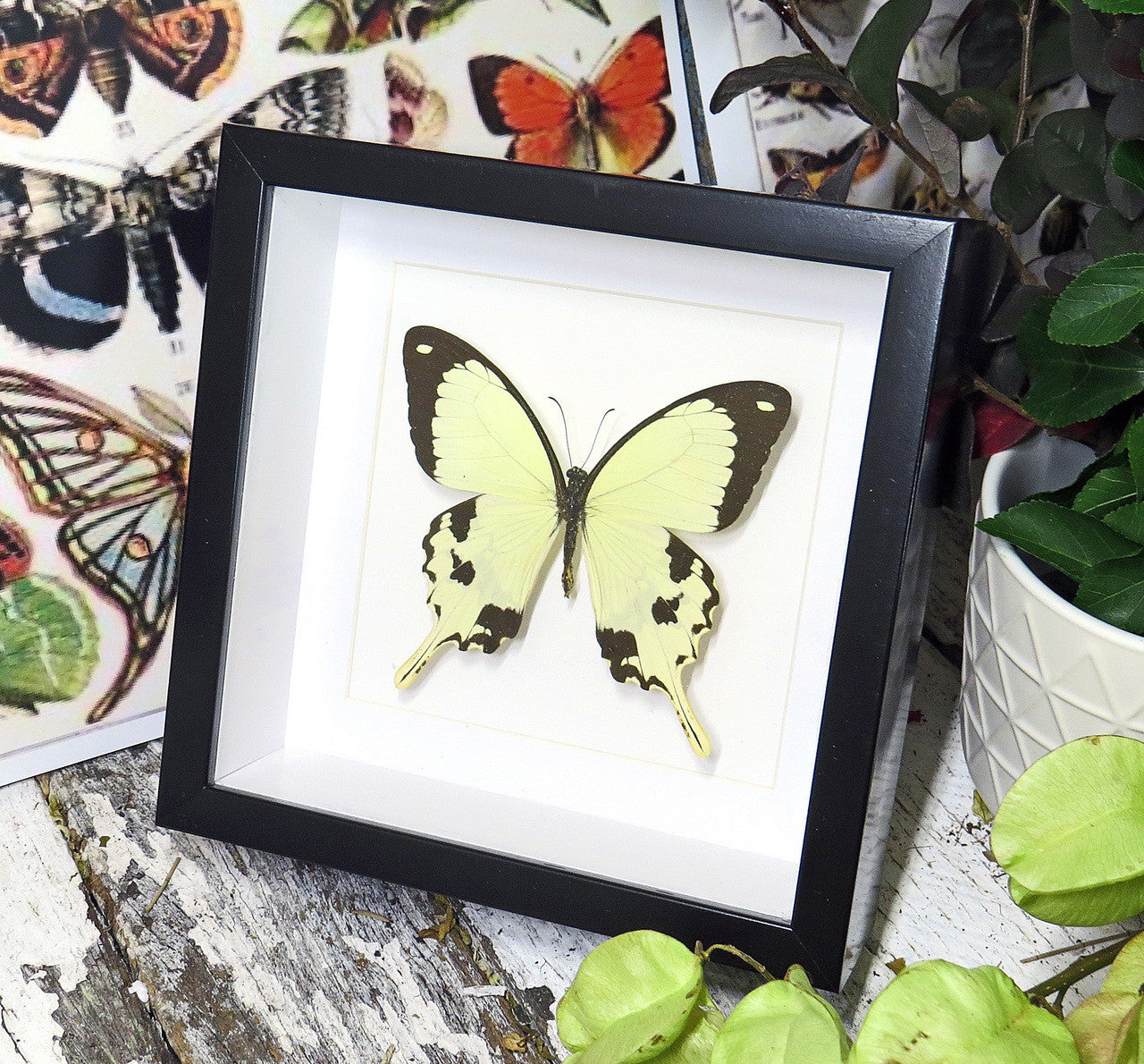 Butterfly in frame Papilio dardanus Bits&Bugs 