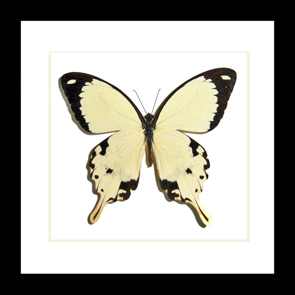 Butterfly in frame Papilio dardanus Bits&Bugs 