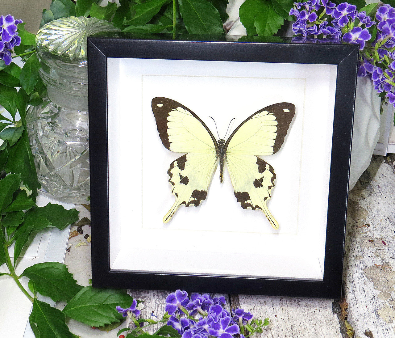 Butterfly in frame Papilio dardanus Bits&Bugs 