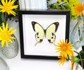 Butterfly in frame Papilio dardanus Bits&Bugs 
