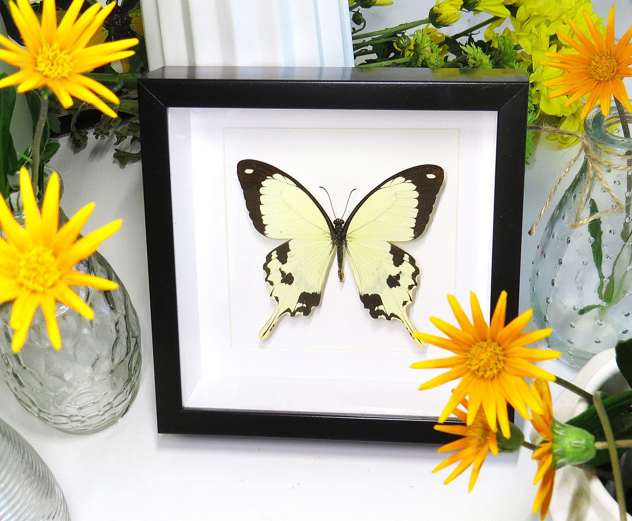 Butterfly in frame Papilio dardanus Bits&Bugs 
