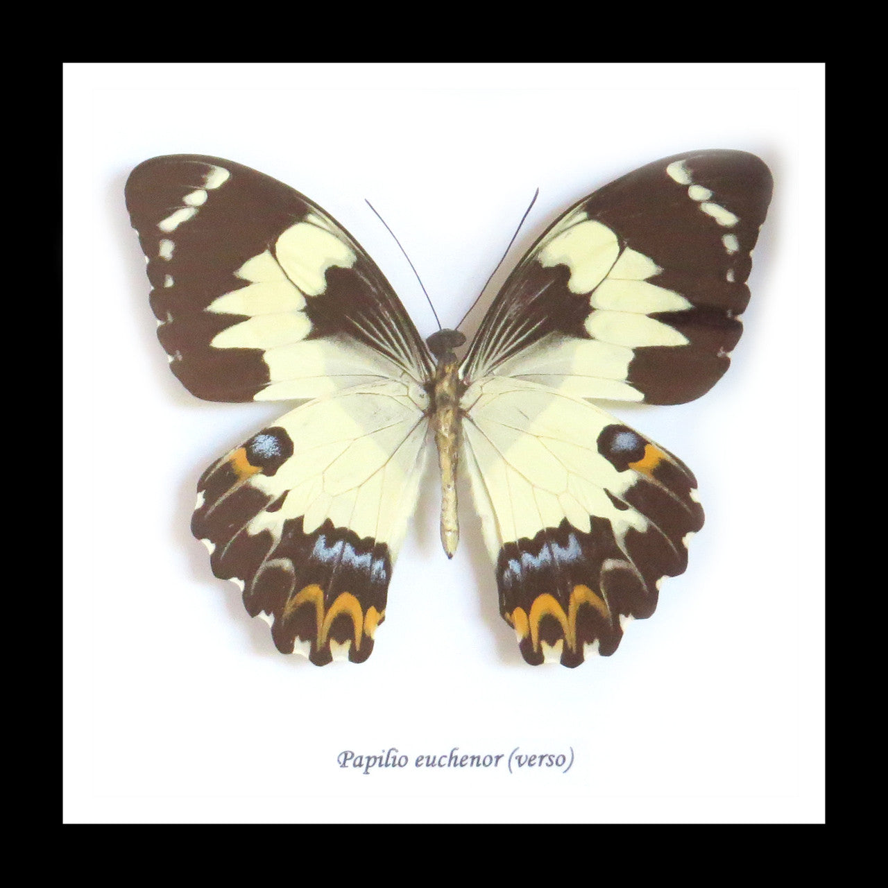 butterflies Australia for sale framed shadowbox real butterfly Papilio euchenor  Bits & Bugs 
