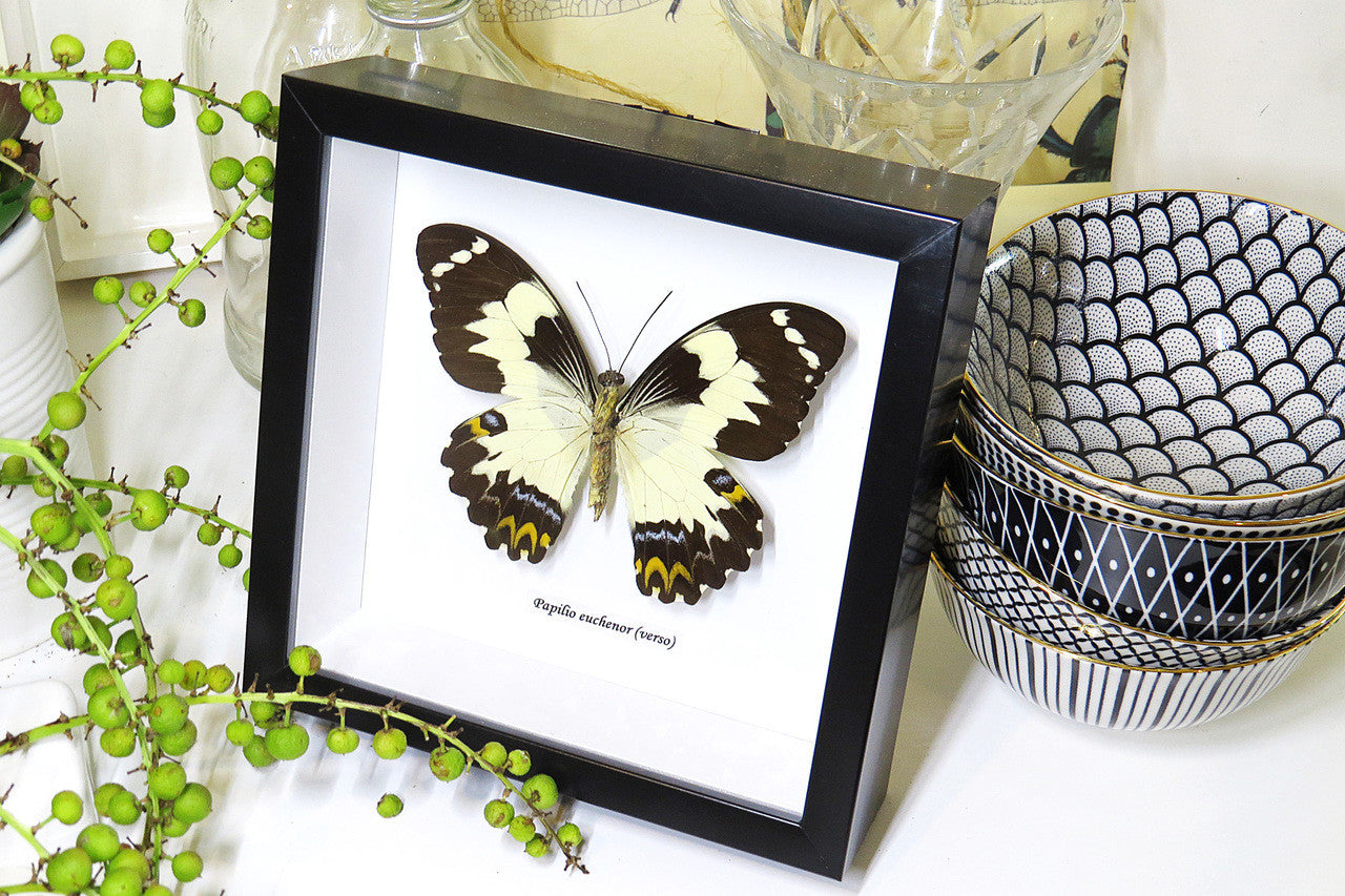 butterflies Australia for sale framed shadowbox real butterfly Papilio euchenor  Bits & Bugs 