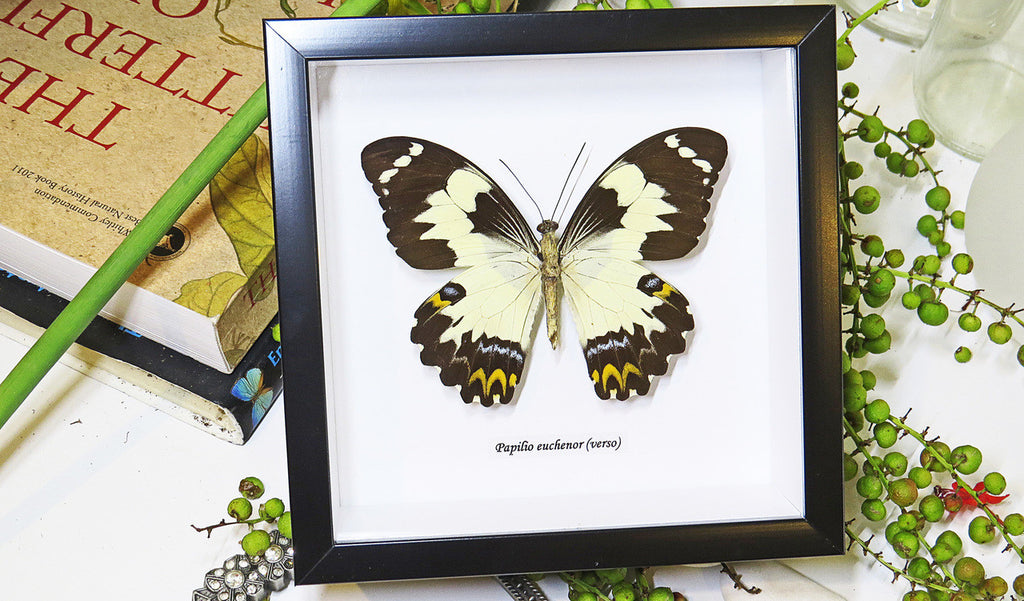 butterflies Australia for sale framed shadowbox real butterfly Papilio euchenor  Bits & Bugs 