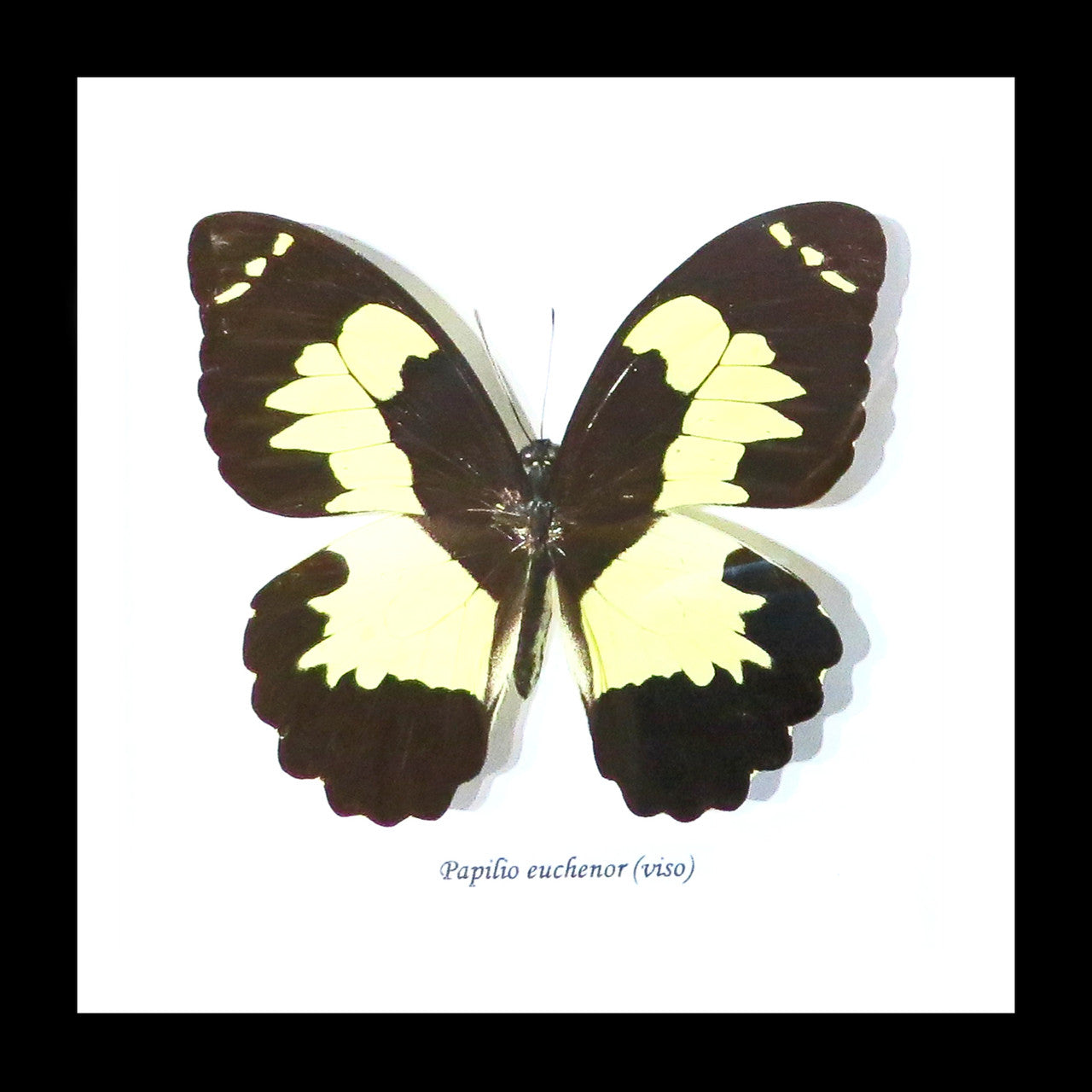 butterflies Australia for sale framed shadowbox real butterfly Papilio euchenor Bitsbugs