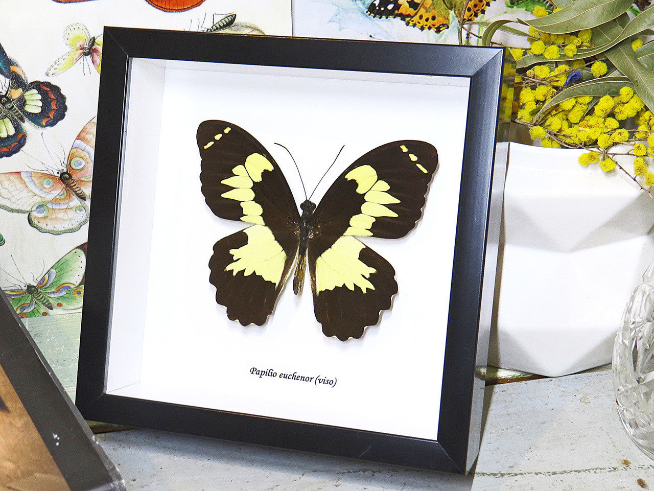 butterflies Australia for sale framed shadowbox real butterfly Papilio euchenor Bitsbugs