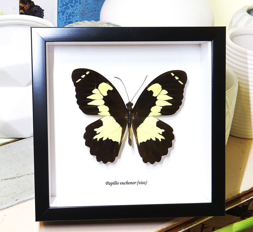 butterflies Australia for sale framed shadowbox real butterfly Papilio euchenor Bitsbugs