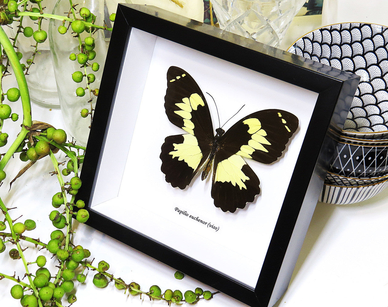 butterflies Australia for sale framed shadowbox real butterfly Papilio euchenor Bitsbugs
