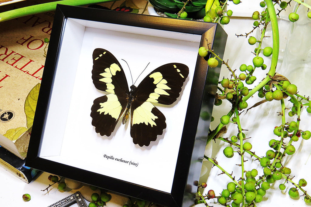 butterflies Australia for sale framed shadowbox real butterfly Papilio euchenor Bitsbugs