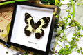 butterflies Australia for sale framed shadowbox real butterfly Papilio euchenor Bitsbugs