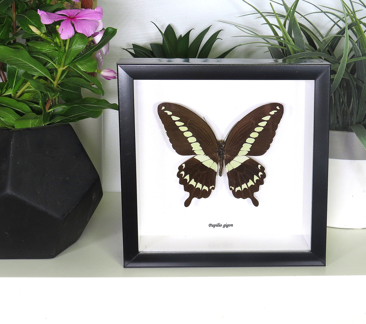 Papilio gigon