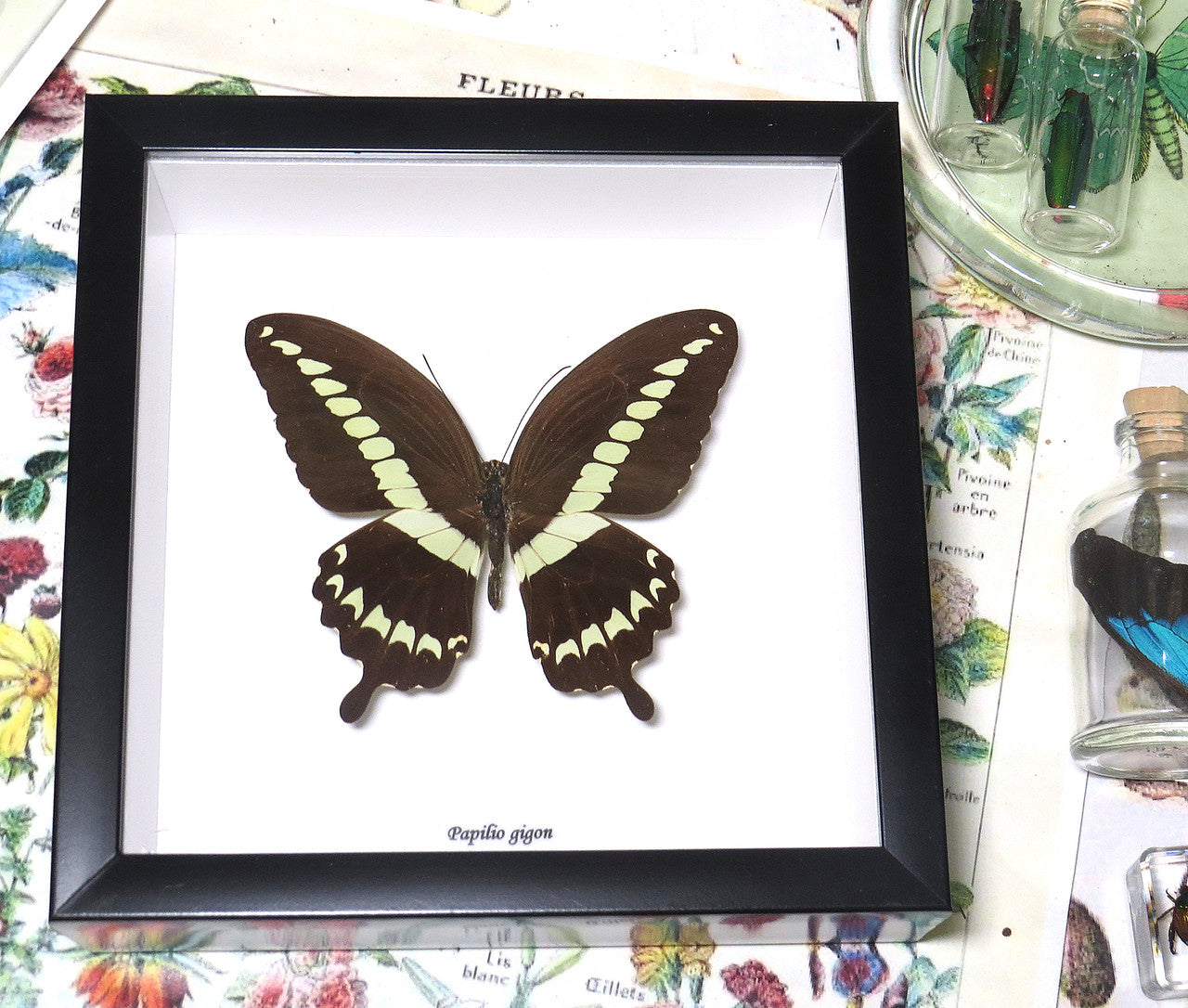 Papilio gigon