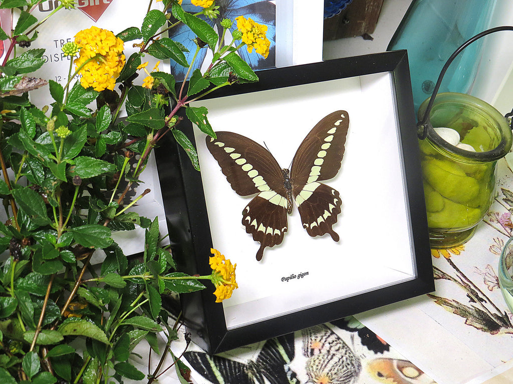 Papilio gigon