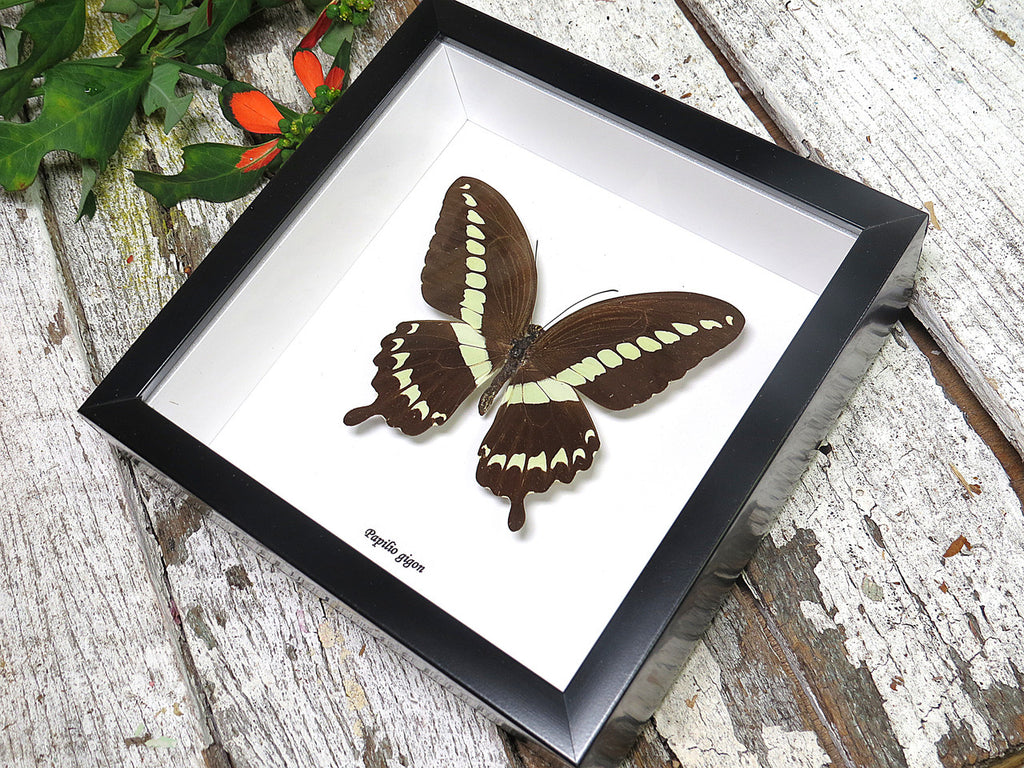 Papilio gigon