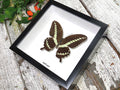 Papilio gigon