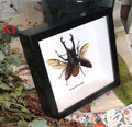 Prosopocoilus giraffa