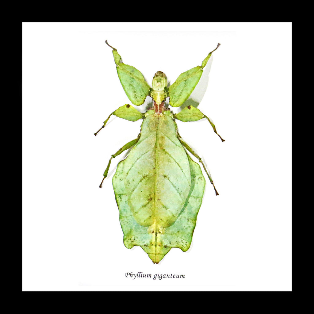 Leaf insect real bug Phyllium giganteum Bits & Bugs