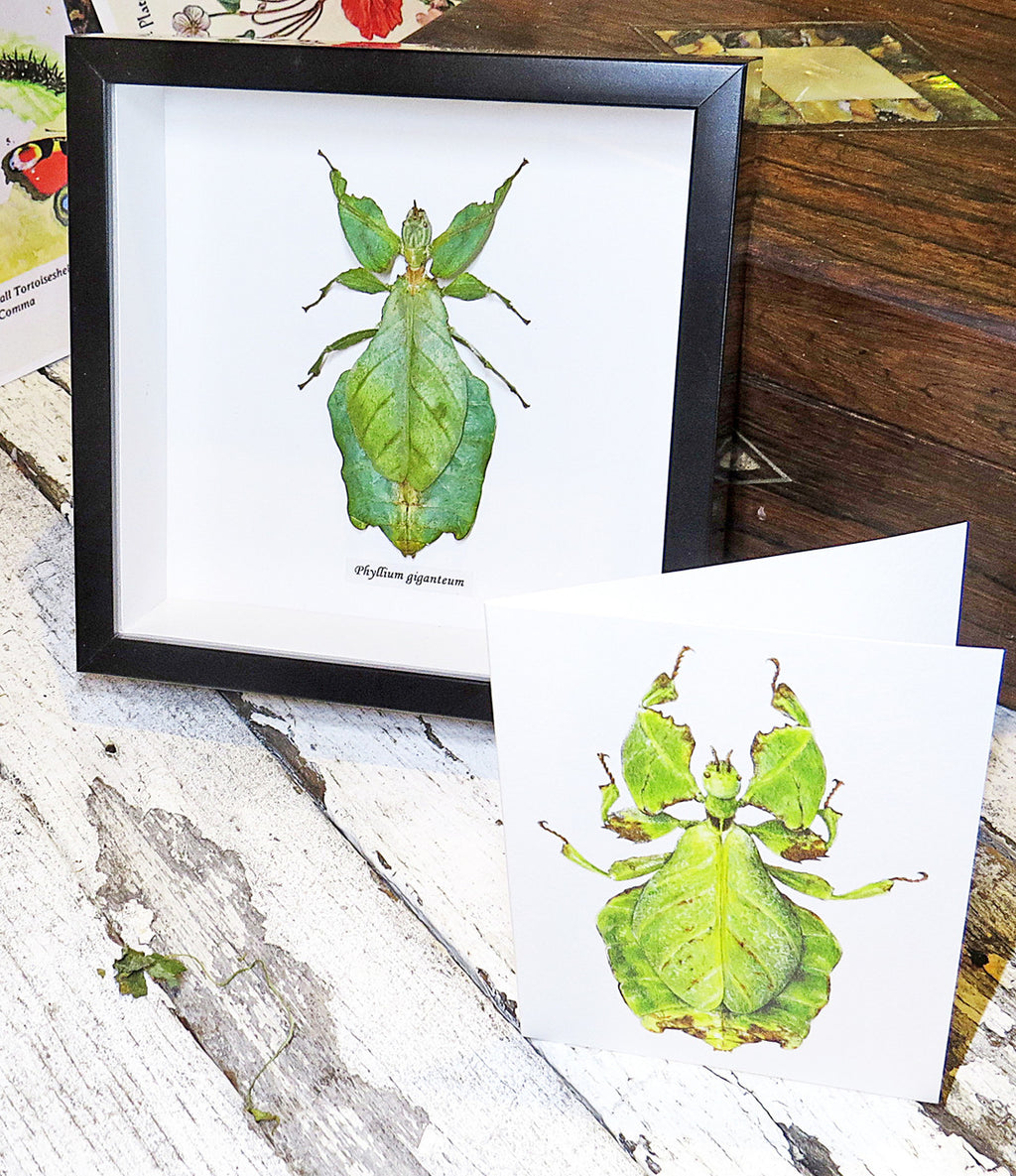 Leaf insect bug entomology taxidermy for sale Bits and Bugs