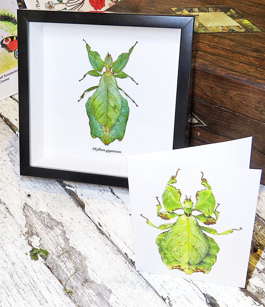 Leaf insect bug entomology taxidermy for sale Bits and Bugs