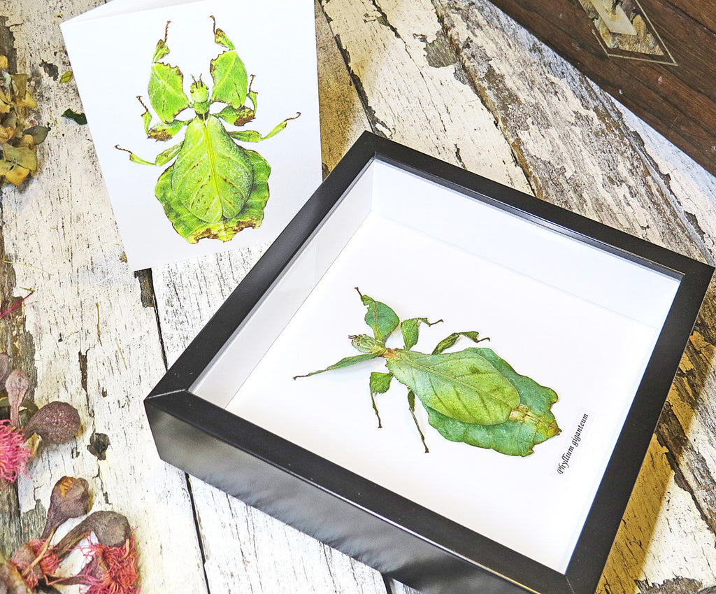 Leaf insect bug entomology taxidermy for sale Bits and Bugs