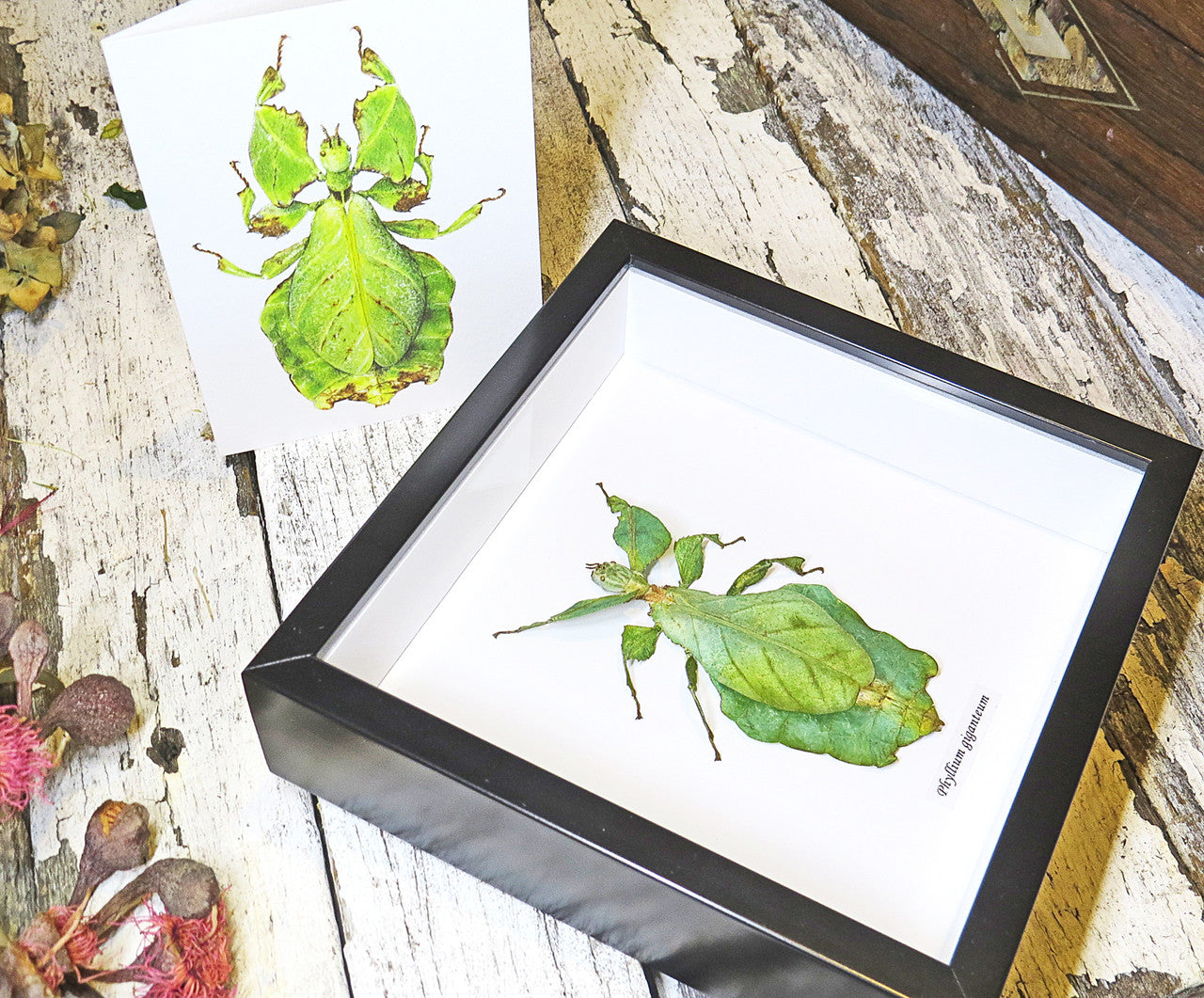Leaf insect bug entomology taxidermy for sale Bits and Bugs