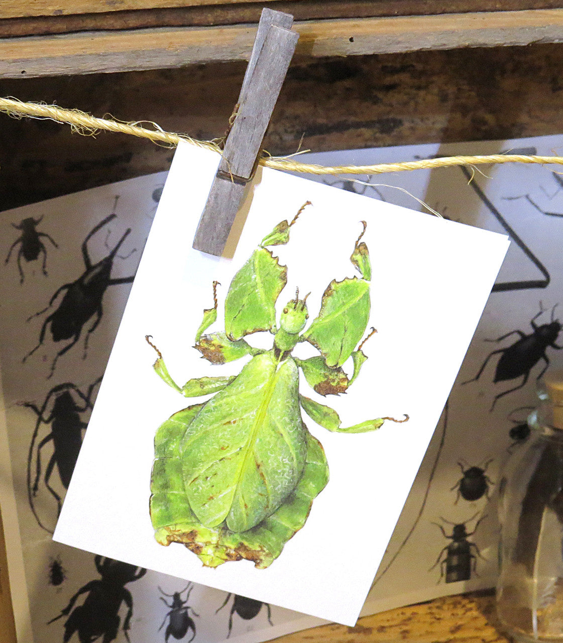 Leaf insect bug entomology taxidermy for sale Bits and Bugs