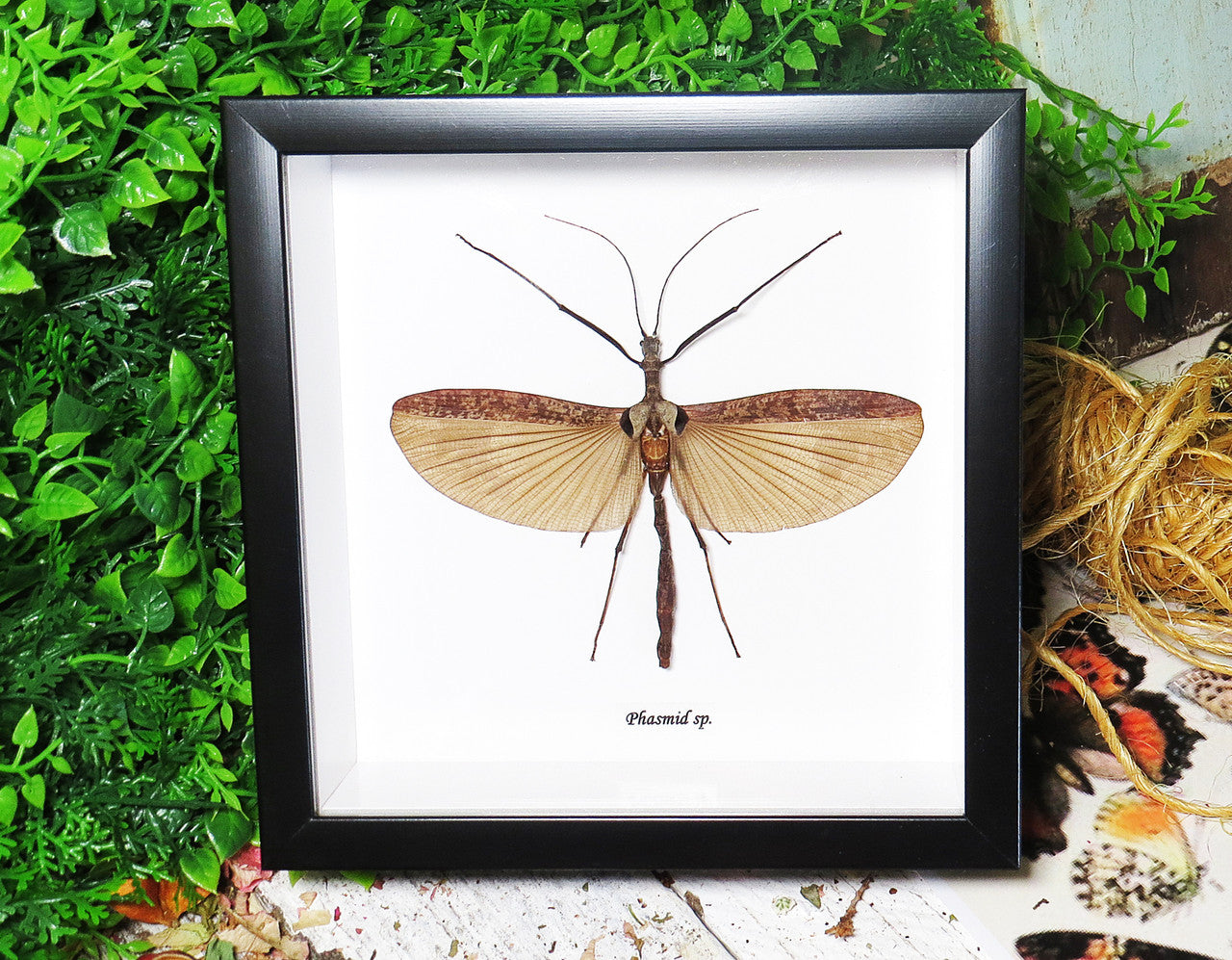 phasmid