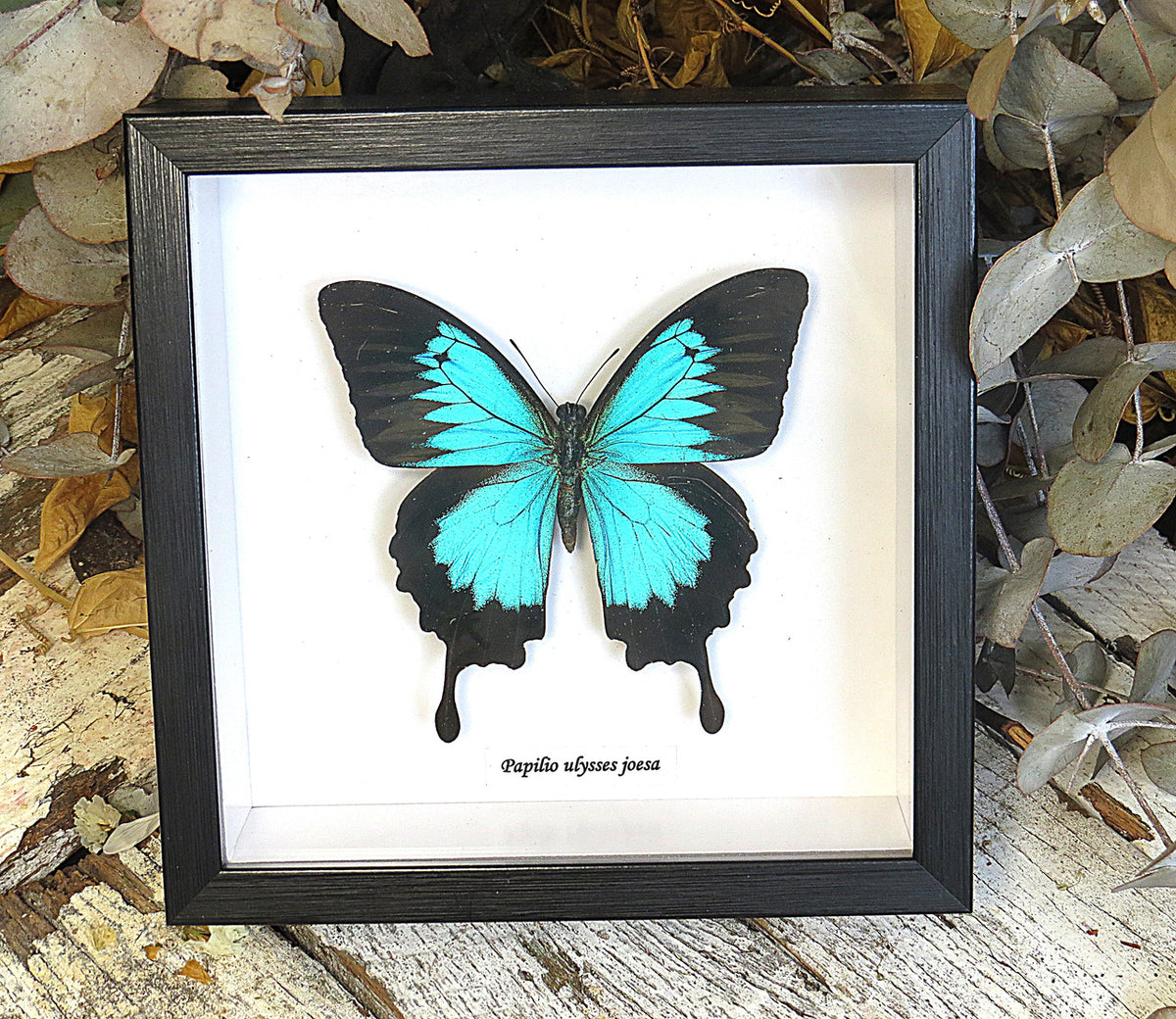  Papilio ulysses joesa