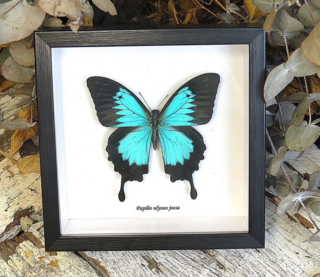  Papilio ulysses joesa