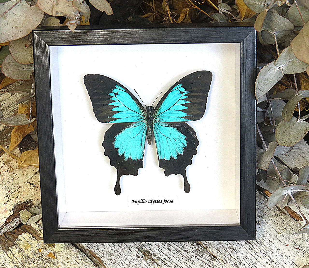  Papilio ulysses joesa