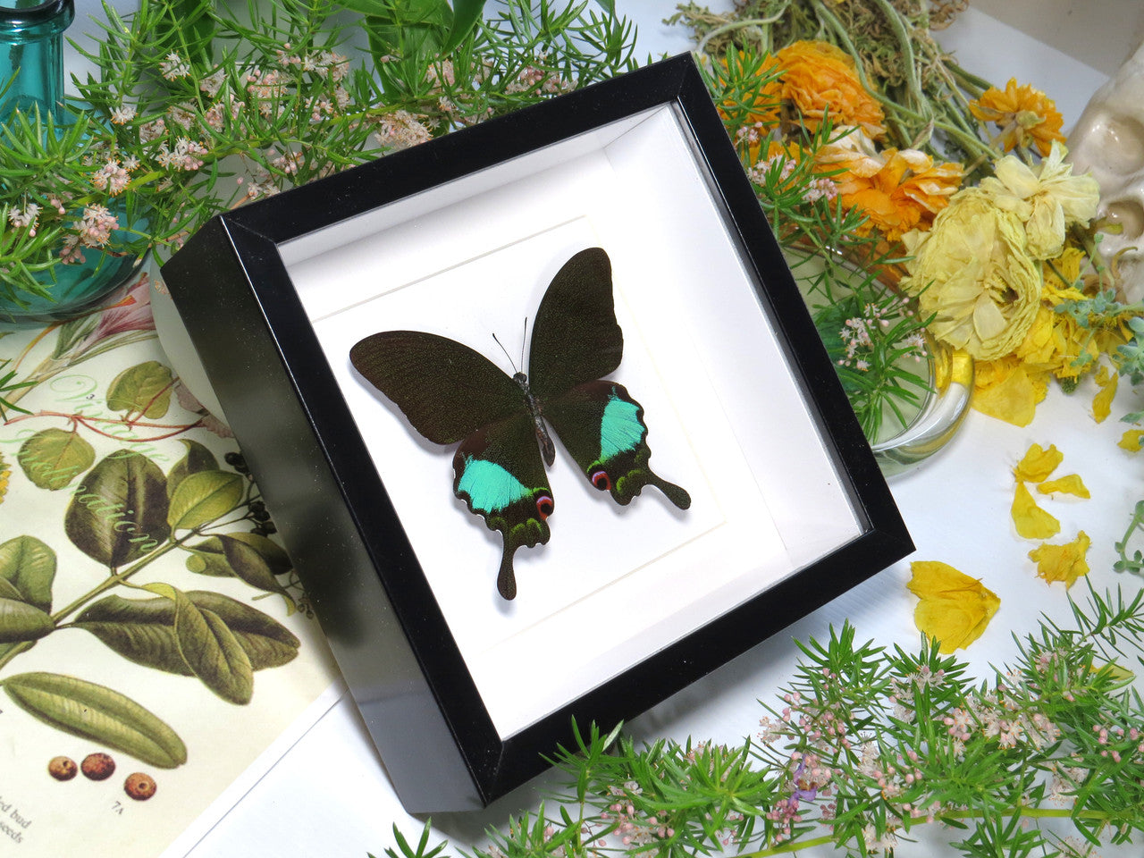 Papilio karna 
