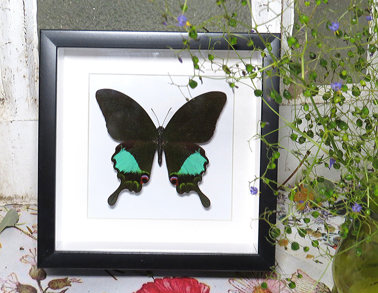 Papilio karna 