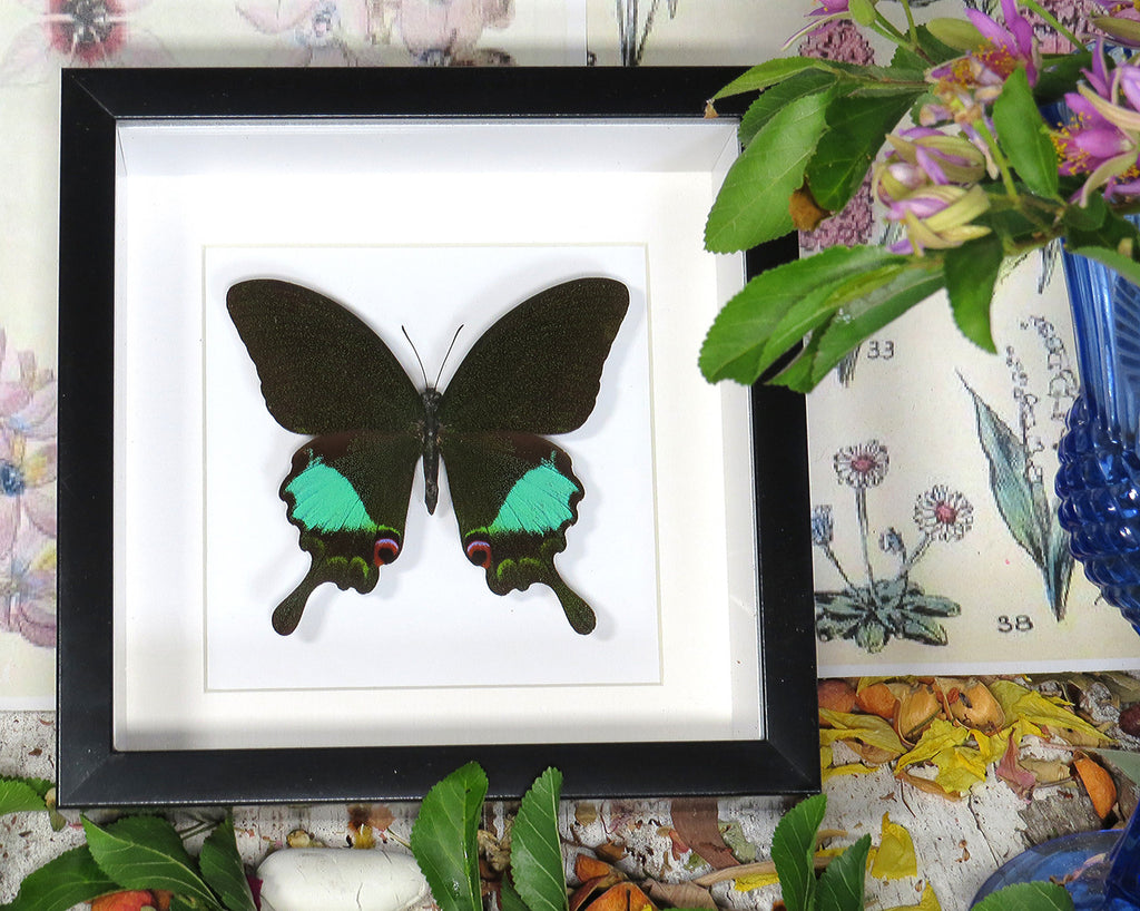 Papilio karna 