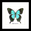 butterfly papilio insect taxidermy entomology 