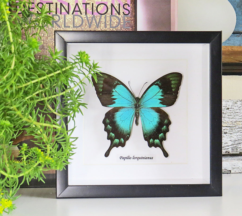 butterfly papilio insect taxidermy entomology 