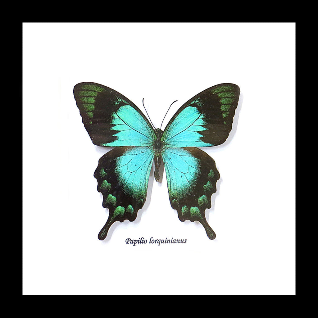  papilio lorquinianus 