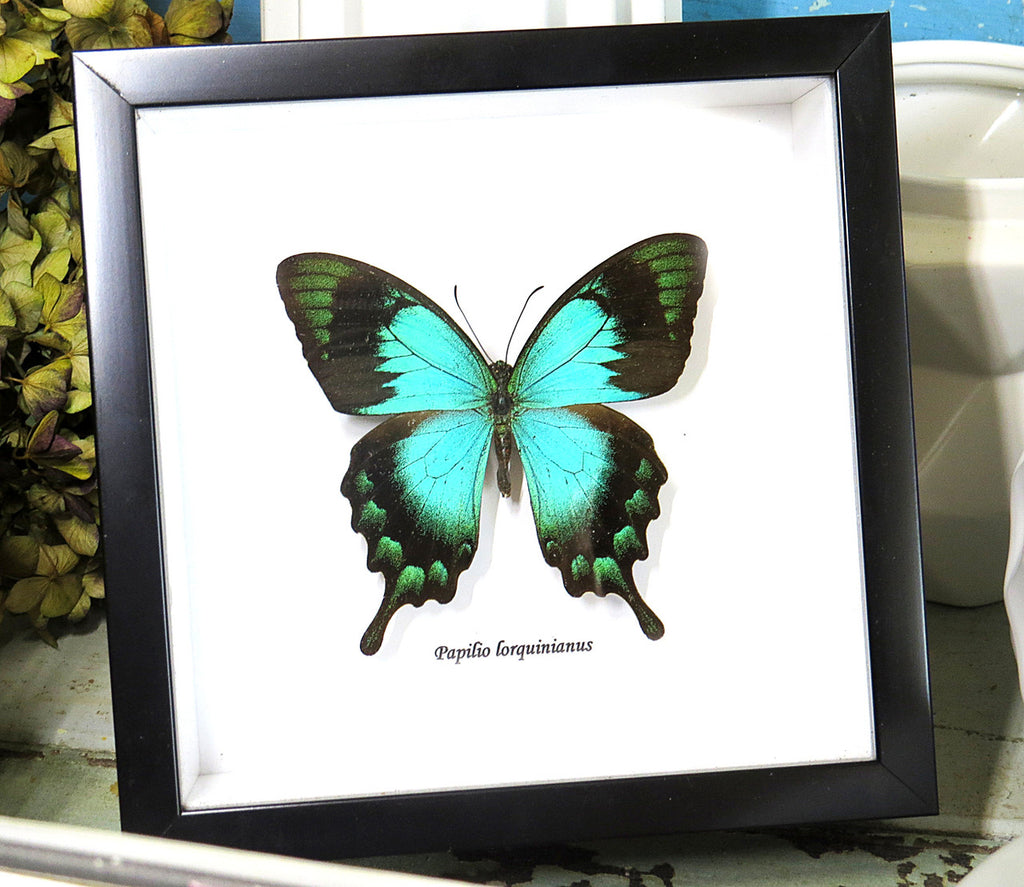  papilio lorquinianus 