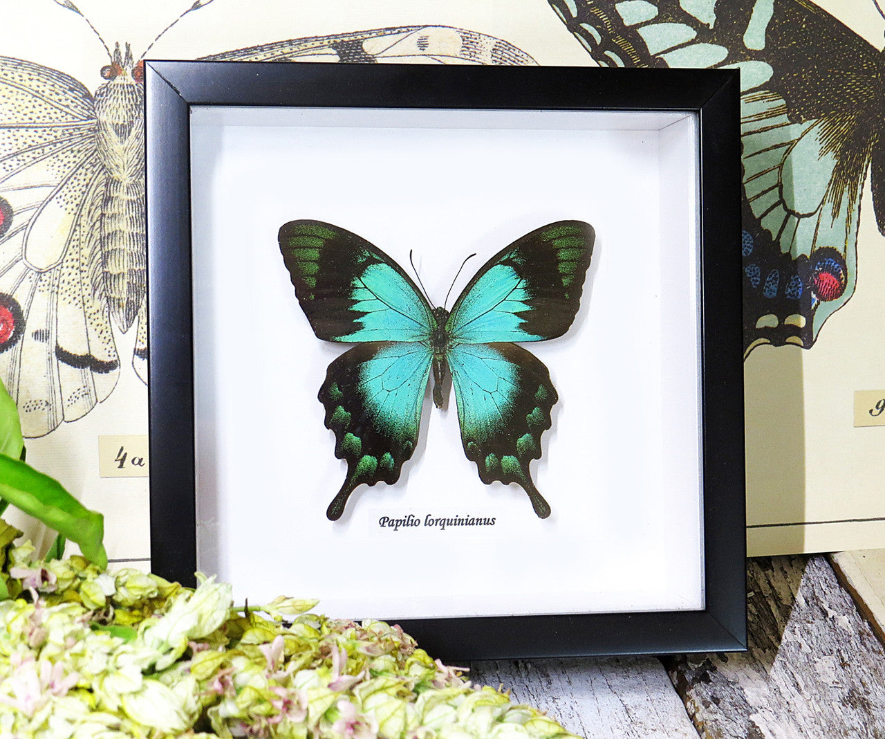 papilio lorquinianus 