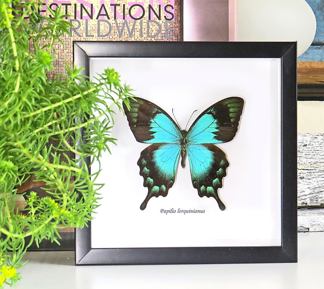  papilio lorquinianus 