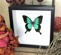 Papilio lorquinianus.