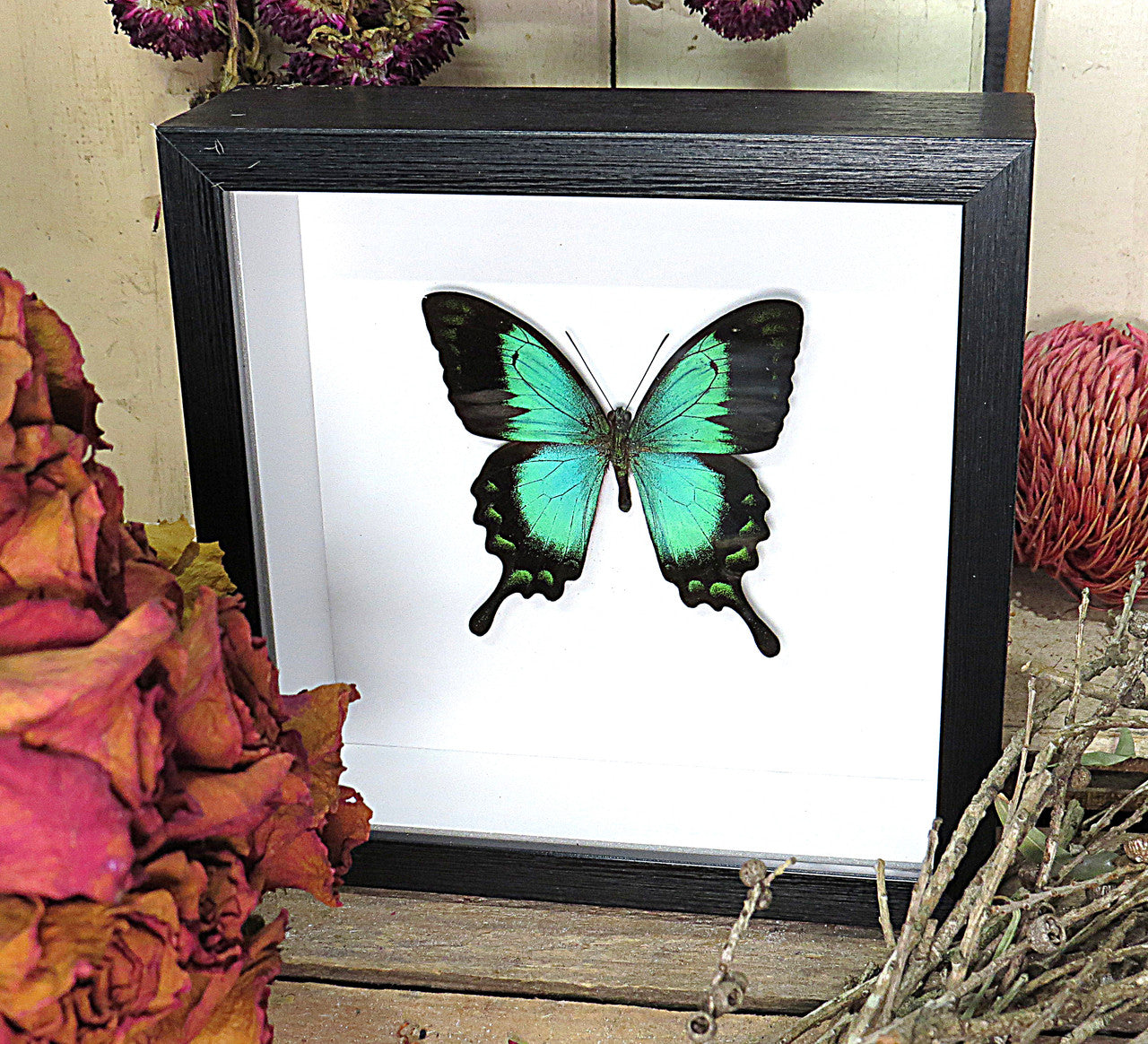 Papilio lorquinianus 