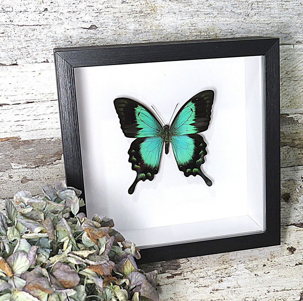 Papilio lorquinianus 